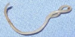 Round Worm - Parasite Control