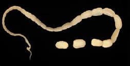 Tapeworm - Parasite Control