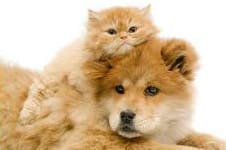 Cat and dog - Parasite Control