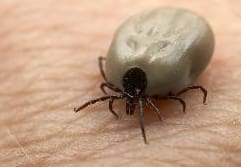 Tick - Parasite Control
