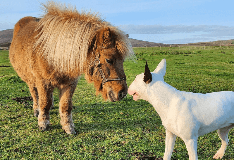 A dog and a pony A dog and a pony