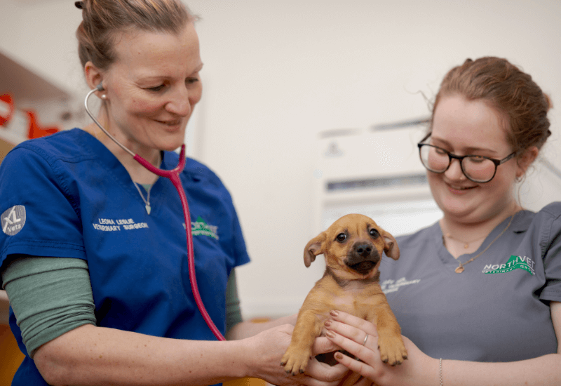 Northvet team members with a pup